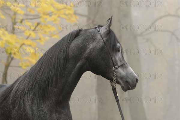 Arabian thoroughbred