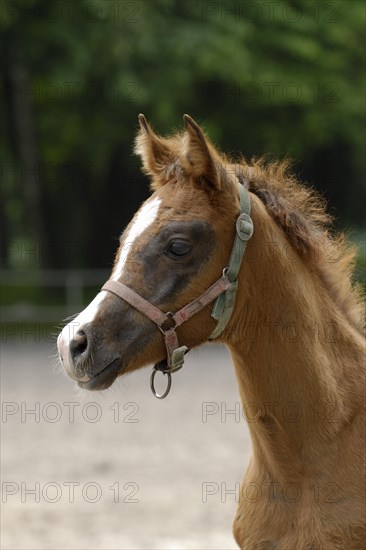 Arabian thoroughbred