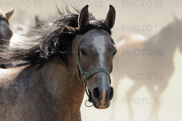 Arabian thoroughbred