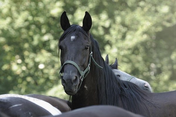 Arabian thoroughbred