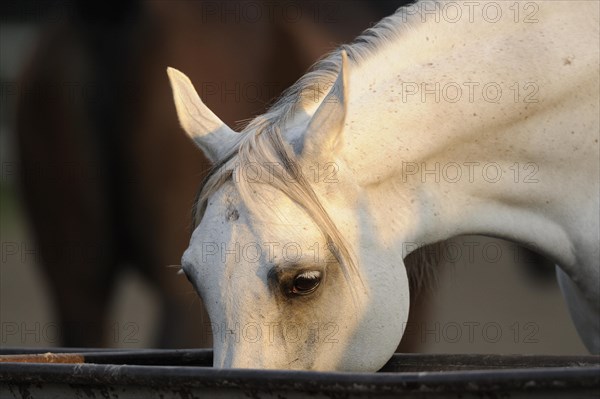 Arabian thoroughbred