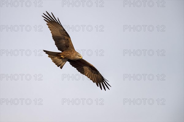 Black kite