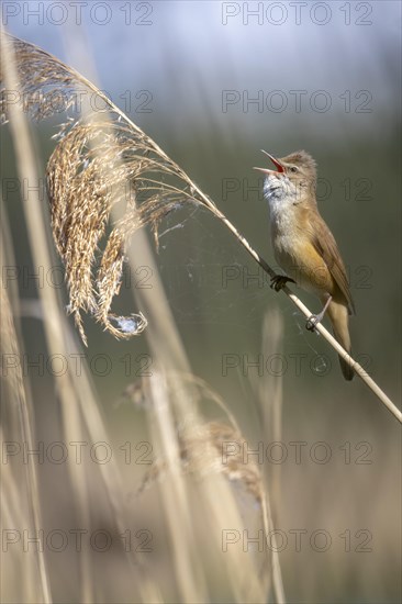 Great Reed Warbler