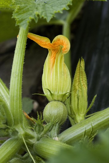 Flower of zucchini
