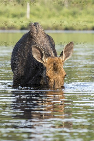 American elk