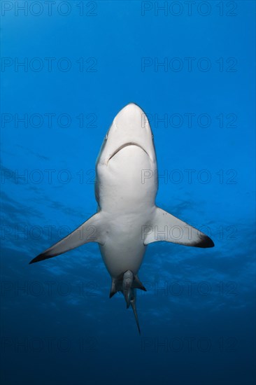 Blacktip Shark