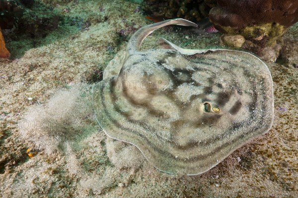 Eye spotted round ray