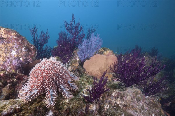 Crown-of-thorns starfish