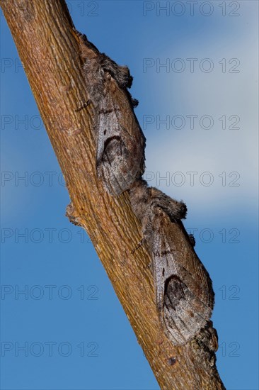 Pebble Prominent Moth