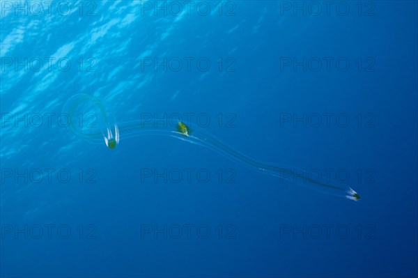 Venus belt ribbed jellyfish