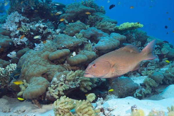 Leopard coral grouper