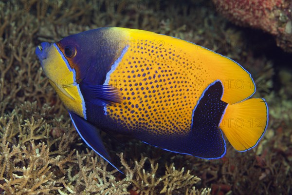 Blue-girdled angelfish