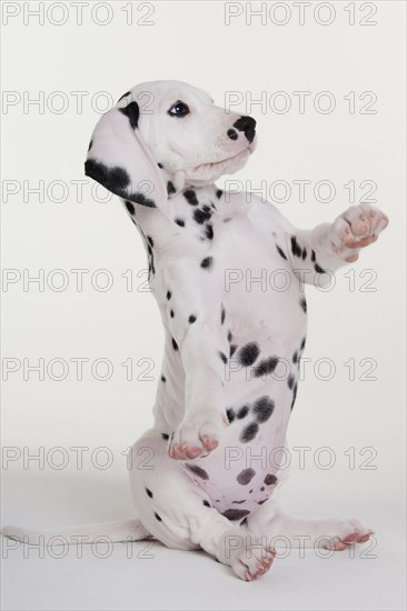 Dalmatian