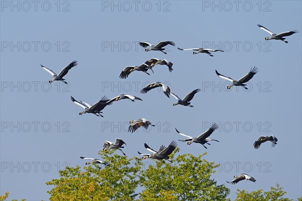 Black crowned cranes