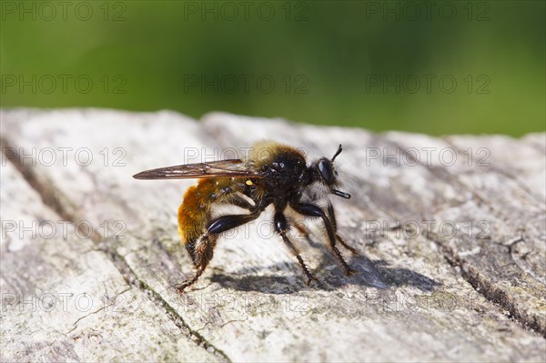 Yellow murder fly