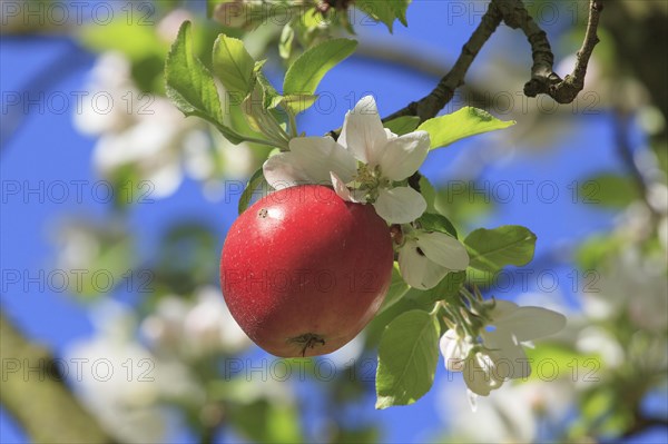 Red apple from the previous year on a flowering apple tree