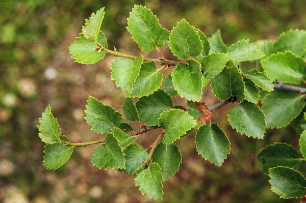 Dwarf birch