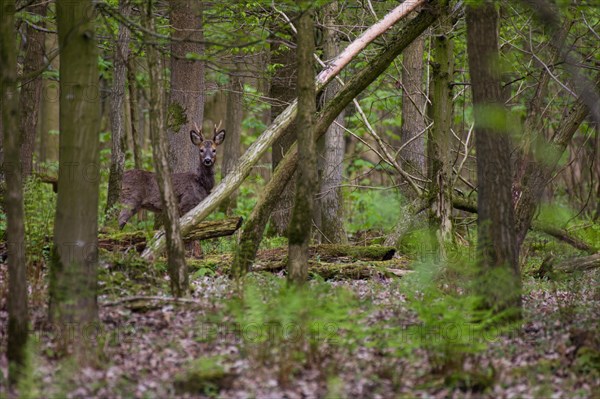 European roe deer