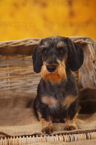 Dwarf grey hair dachshund