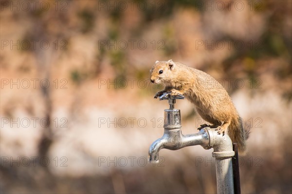 Smith's bush squirrel