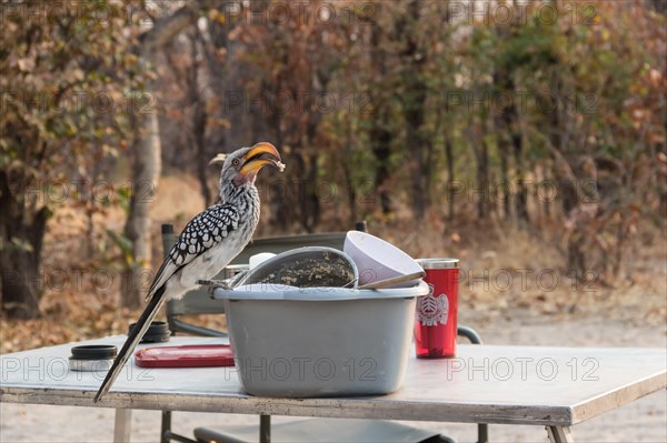 Southern Yellow-billed Hornbill