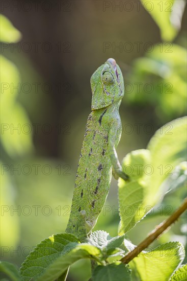 Mediterranean chameleon