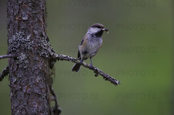 Grey-headed Chickadee