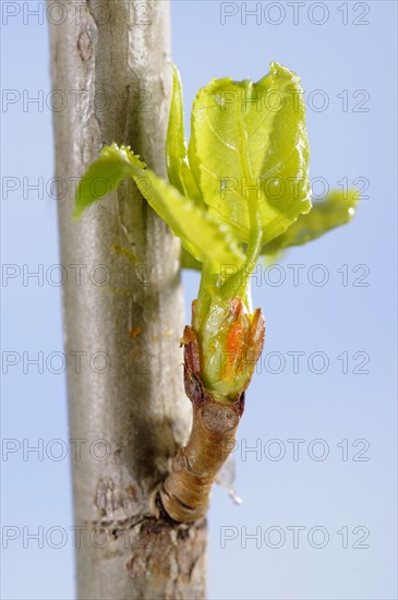 Black poplar