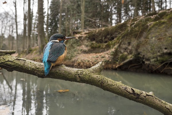 Common kingfisher