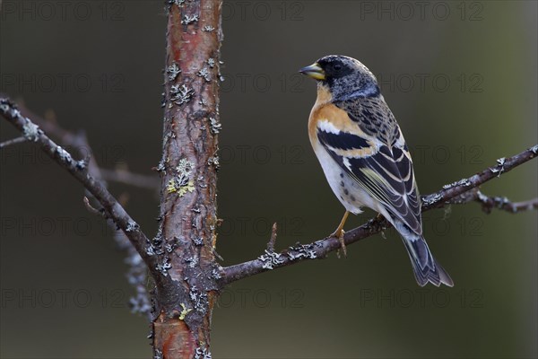 Brambling