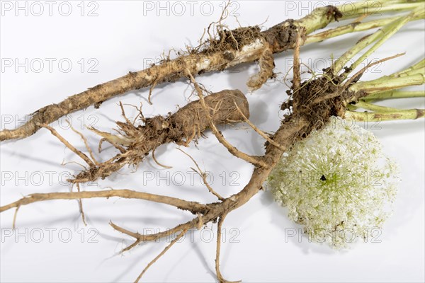 Wild carrot