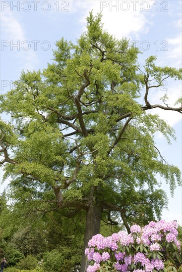 Maidenhair tree
