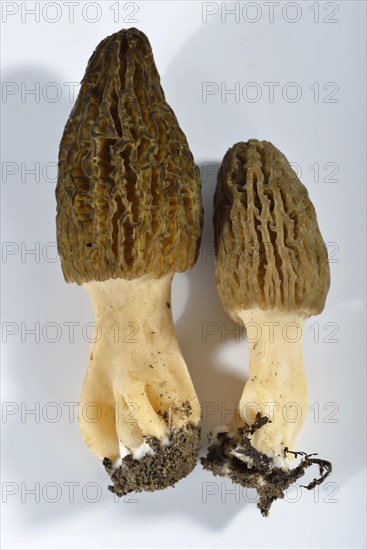 Black morel