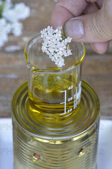 Production Yarrow ointment