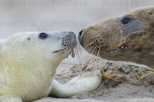 Grey Seal