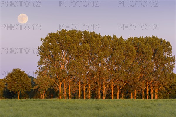 Moonrise at a row of poplars