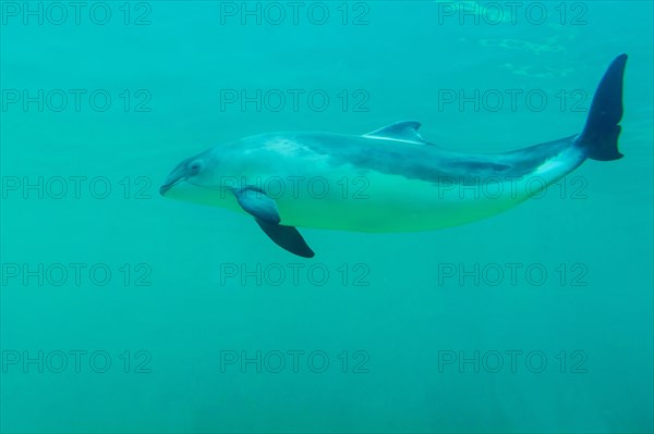 Harbour porpoise