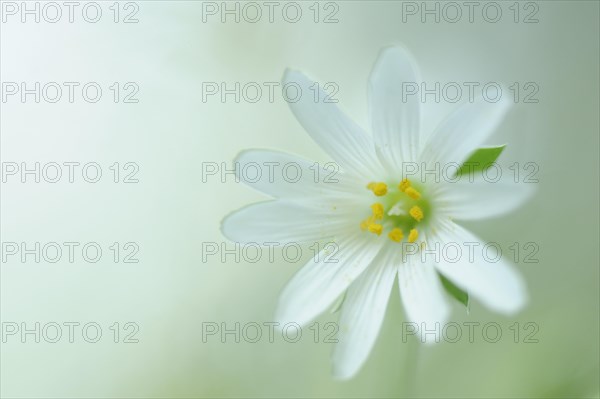 Great stitchwort