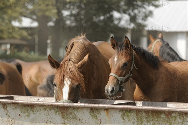 Arabian thoroughbred