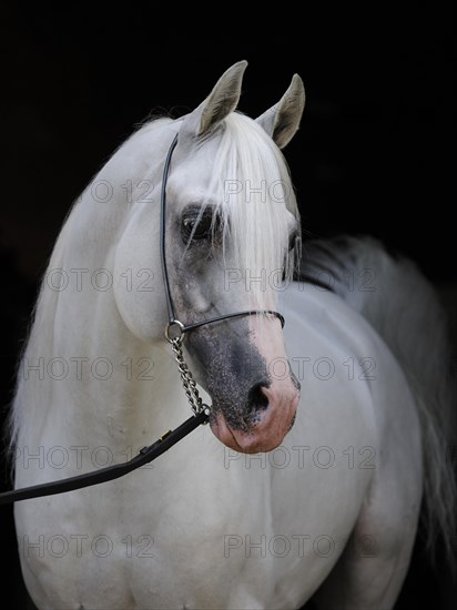 Arabian thoroughbred