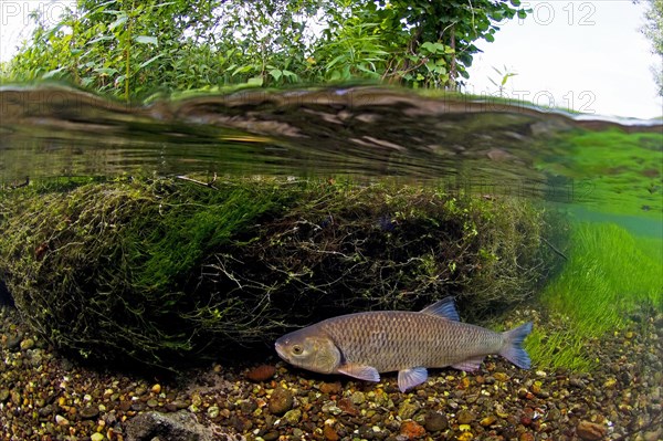 European chub