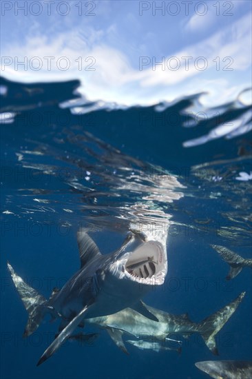 Blacktip Sharks