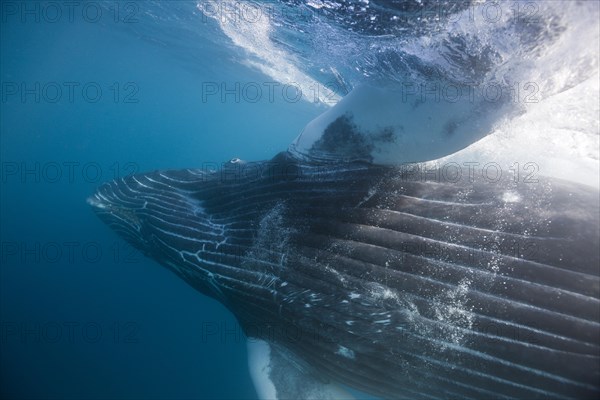 Humpback whale