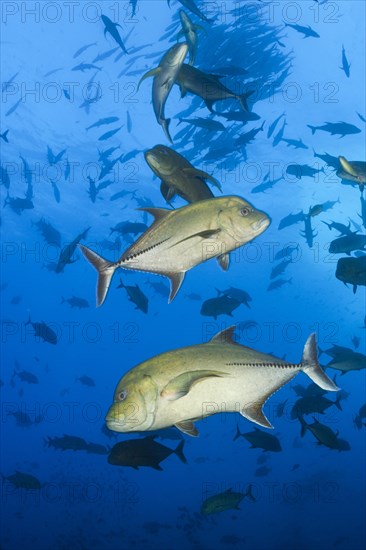 Black Trevally