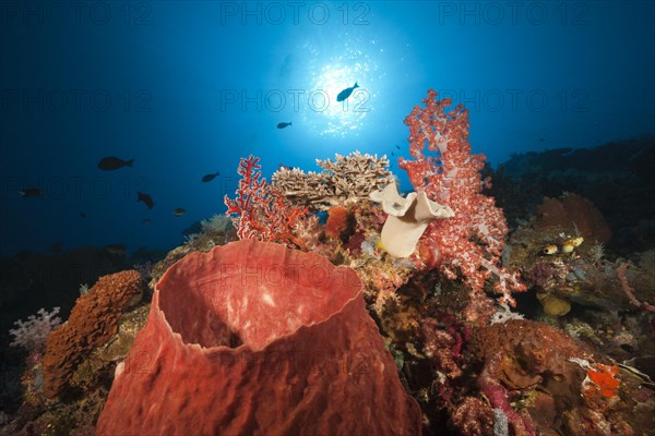 Coral reef with barrel sponge