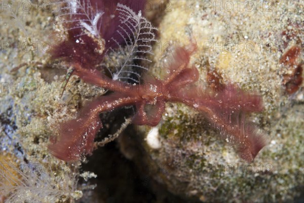 Orangutan spider crab