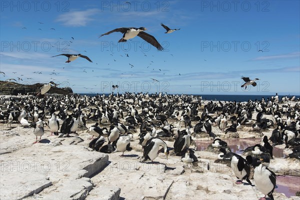 Sealion Island