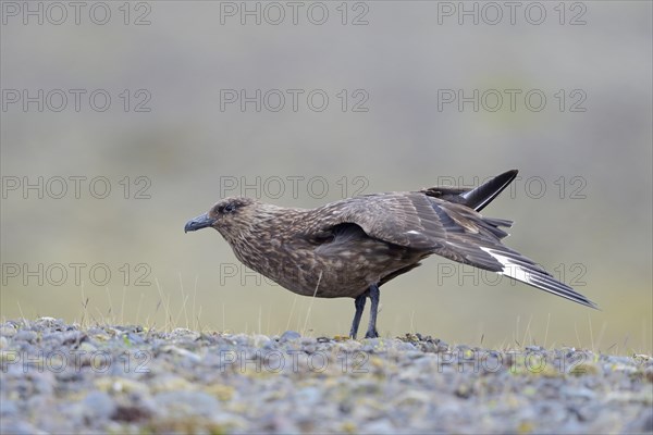 Skua