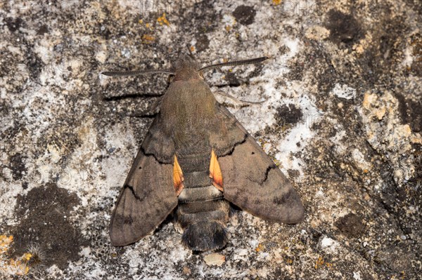 Hummingbird hawk-moth