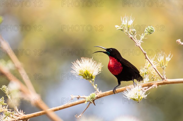 Scarlet-breasted Sunbird